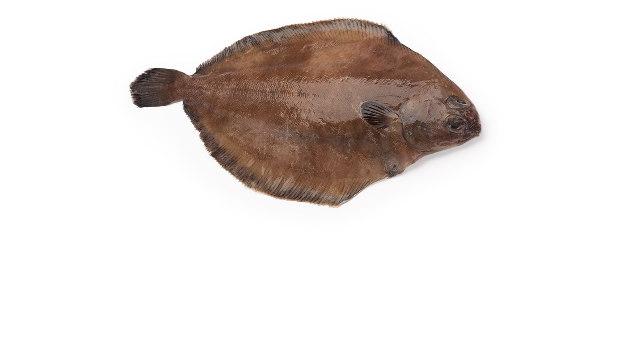 fresh, whole flounder