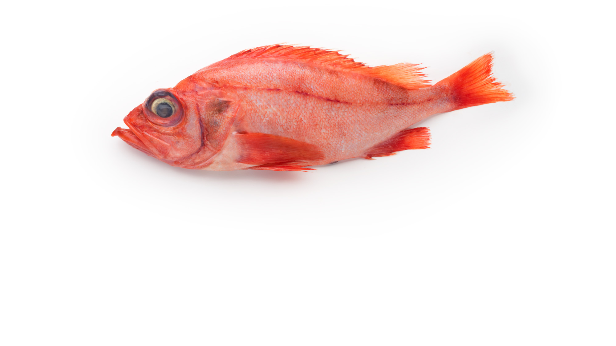 Redfish, Sebastes fasciatus