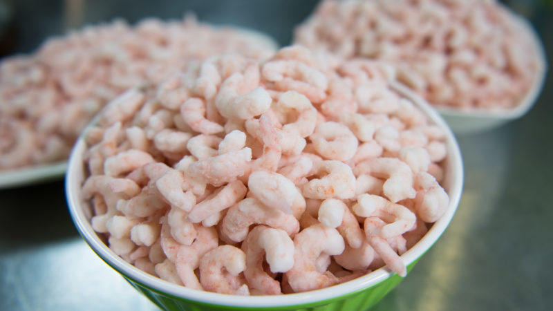 Coldwater shrimp peeled and cooked