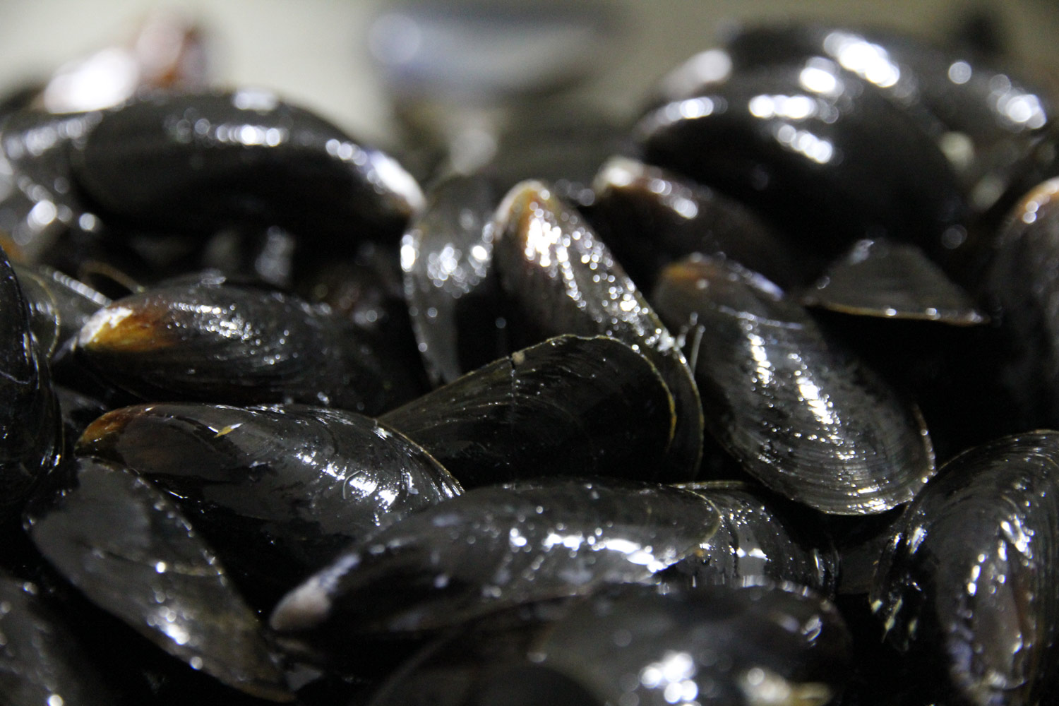 Moules, bleues  Seafood from Canada