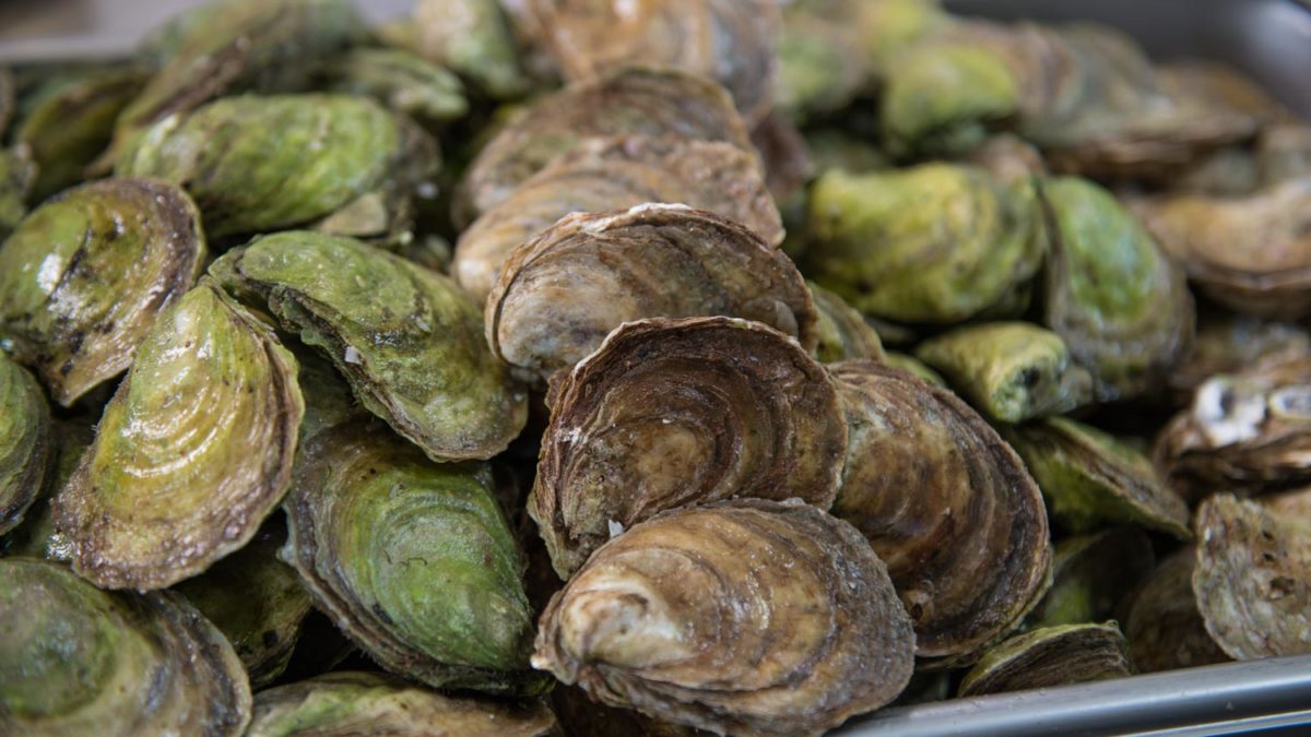 Oysters Crassostrea virginica Seafood from Canada