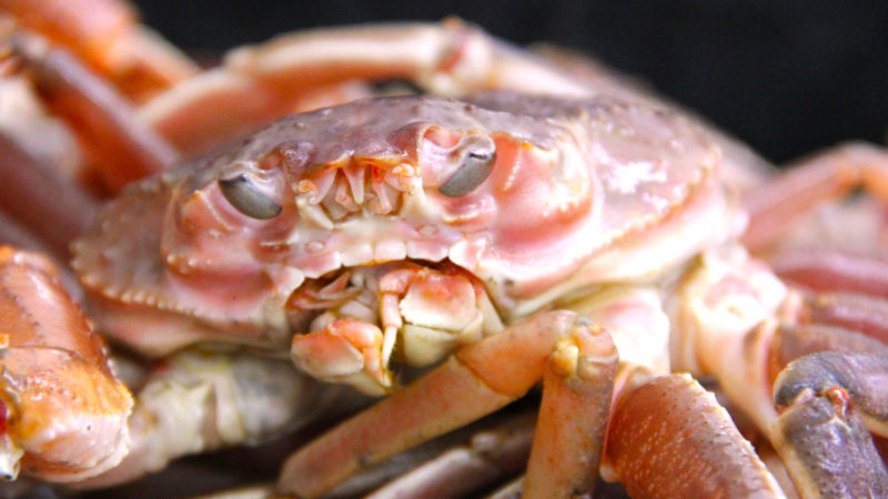 A close up view of a snow crab's face