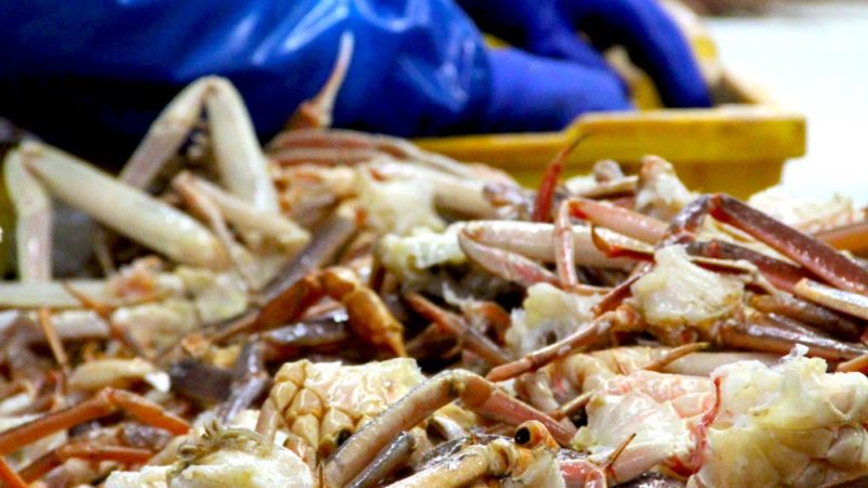 Snow crab being prepared in a processing plant