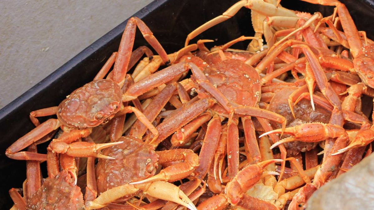 Crab, Snow Chionoecetes opilio Seafood from Canada