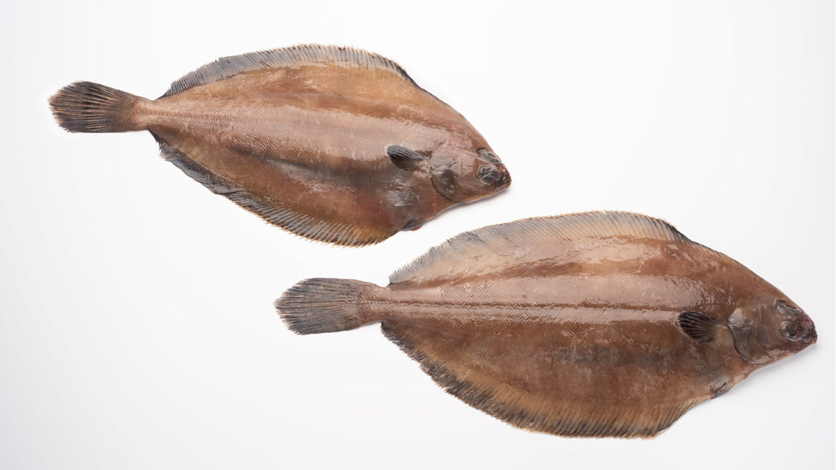 Flounder/Sole Pseudopleuronectes americanus Seafood from Canada