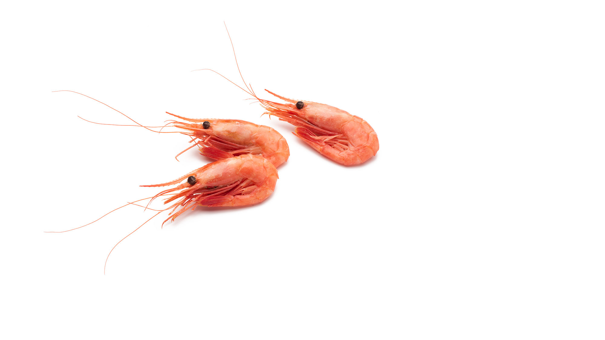 Fresh whole coldwater shrimp