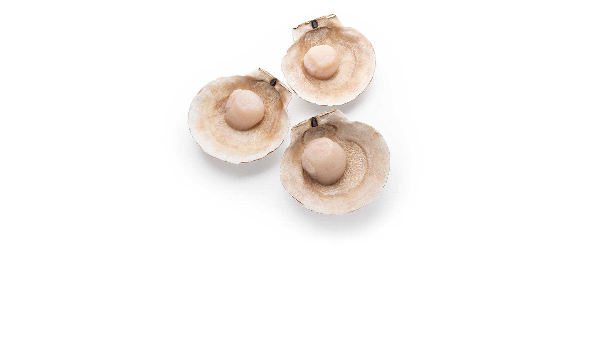 Raw scallops in shell