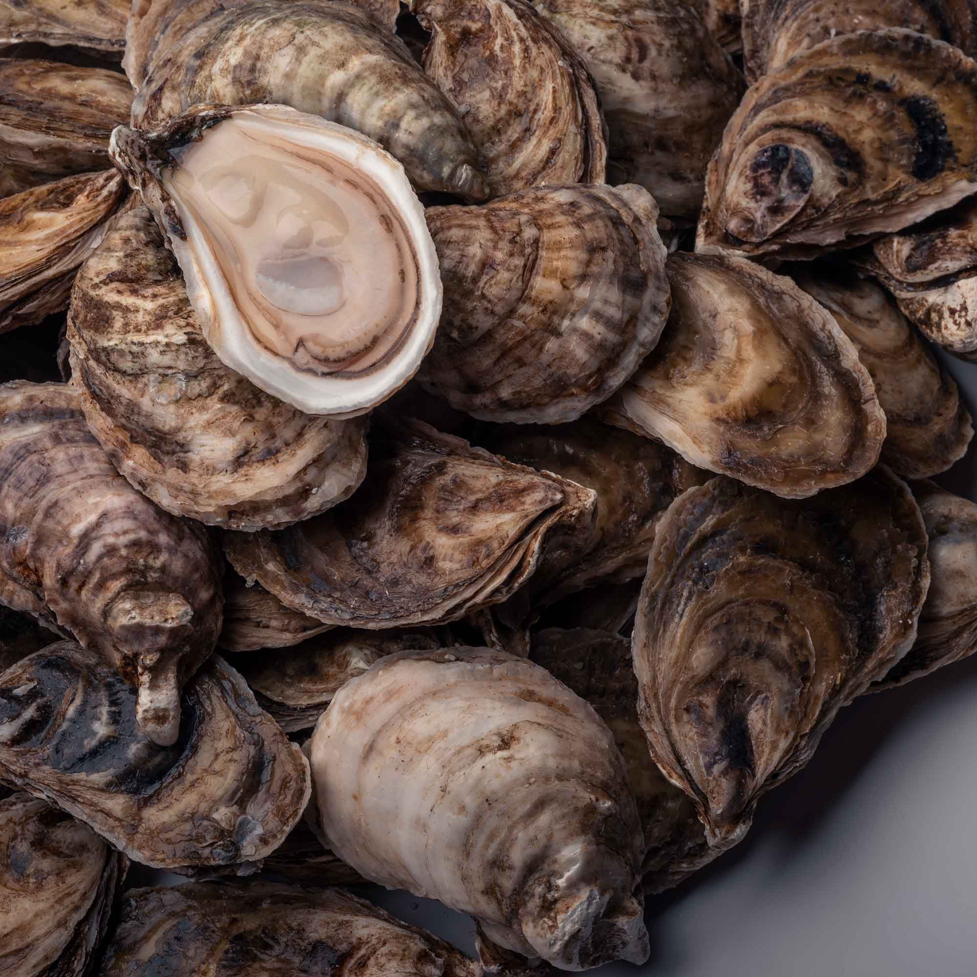 Seafood From Canada and Partners to Attend Canadian Seafood Show 2022